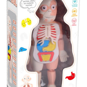 Puzzle 3d Didáctico Cuerpo Humano Para Niños